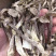 鹿茸菇产地直销不含硫品质保证可视频看货