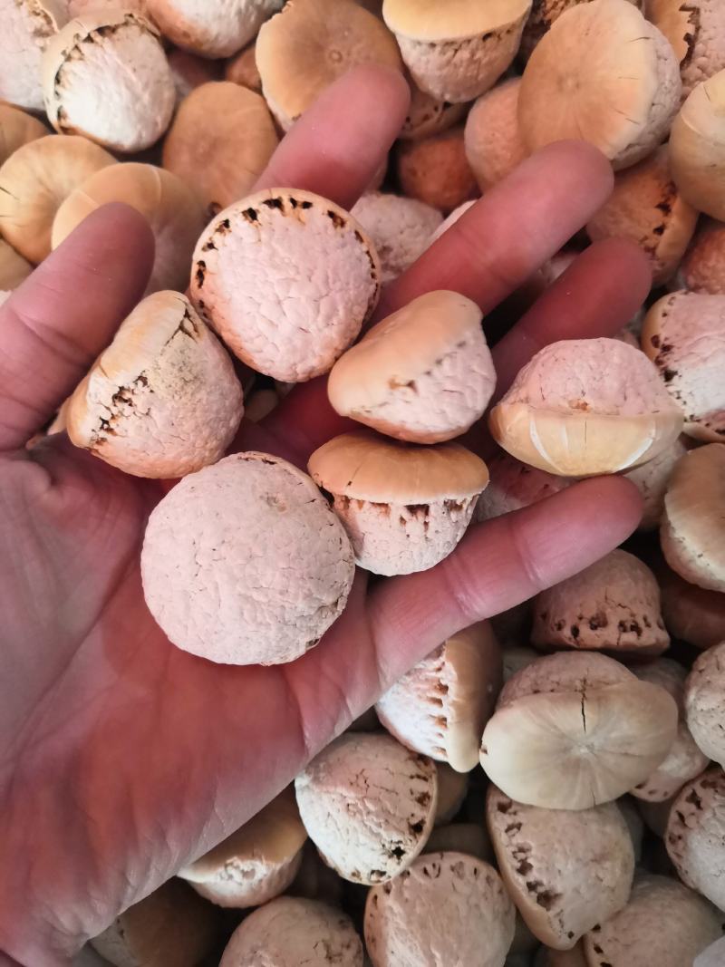 无硫苍耳子仓耳各种籽类药材批发各种中药材