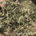 透骨草珍珠透骨草保庆药业透骨草实物拍摄发货如图