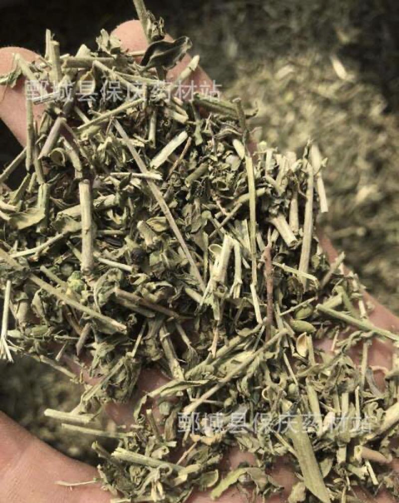 透骨草珍珠透骨草保庆药业透骨草实物拍摄发货如图