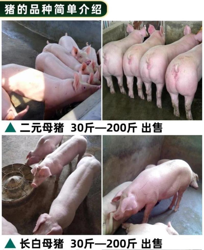 纯种二元母猪大长白二元小母猪批发种猪苗二代母猪