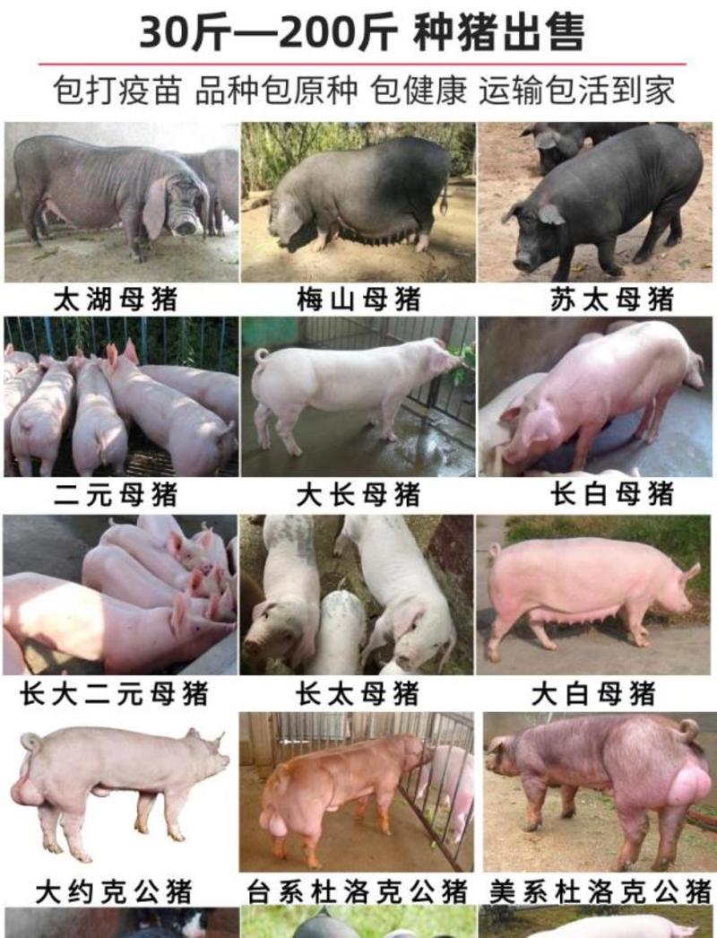 纯种二元母猪大长白二元小母猪批发种猪苗二代母猪