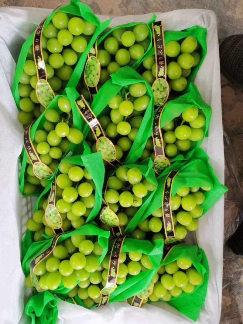 渭南市大荔阳光玫瑰基地一手货源欢迎咨询