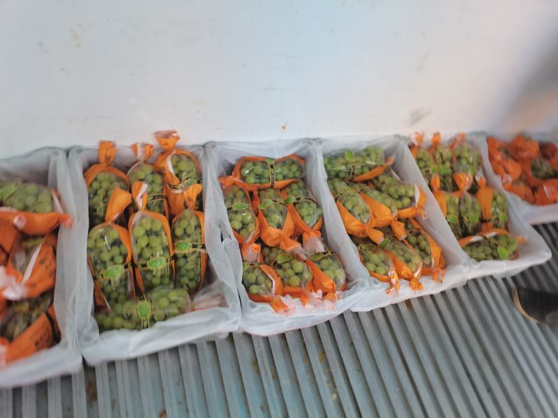 渭南市大荔阳光玫瑰基地一手货源欢迎咨询