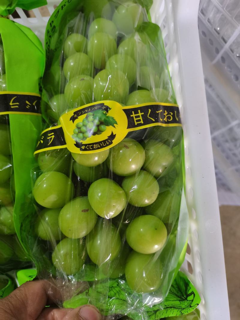 渭南市大荔阳光玫瑰基地一手货源欢迎咨询