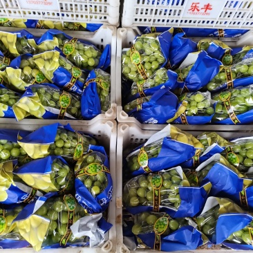 渭南市大荔阳光玫瑰基地一手货源欢迎咨询