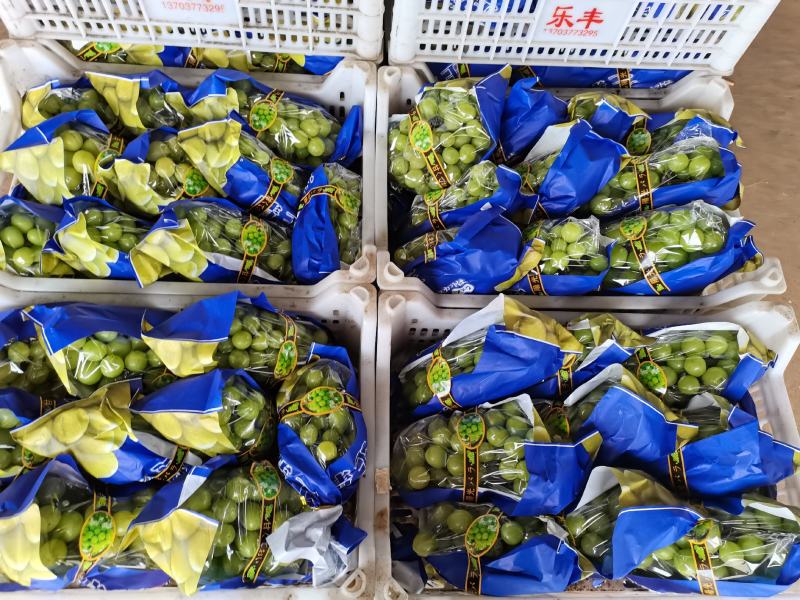 渭南市大荔阳光玫瑰基地一手货源欢迎咨询