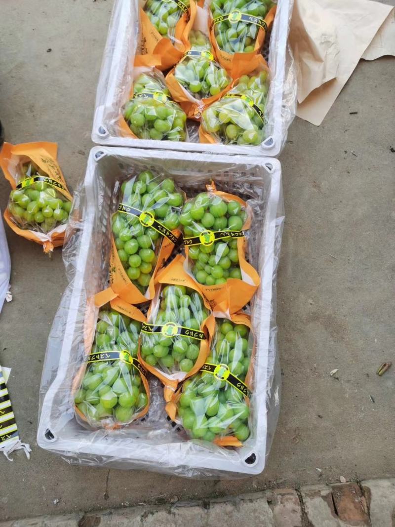 渭南市大荔阳光玫瑰基地一手货源欢迎咨询