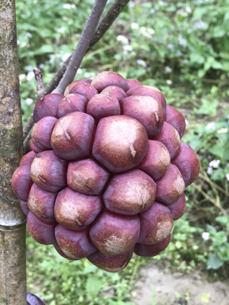 黑老虎，，，，，，，，，，