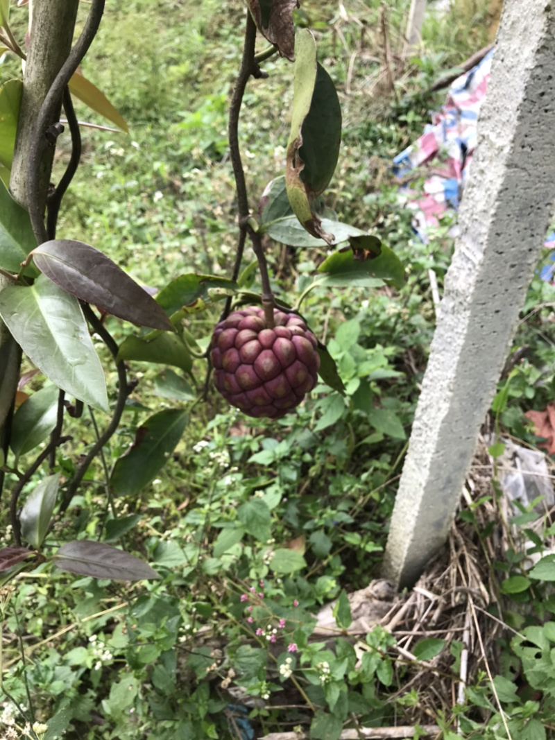黑老虎，，，，，，，，，，