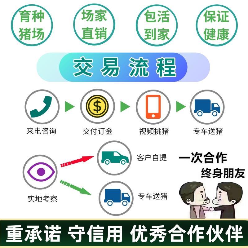 太湖母猪苏太母猪梅山黑母猪发情母猪代孕老母猪带孕怀孕母猪