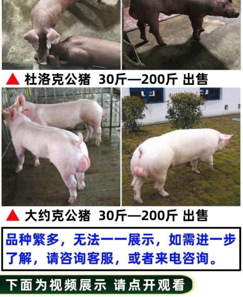 太湖母猪苏太母猪梅山黑母猪发情母猪代孕老母猪带孕怀孕母猪