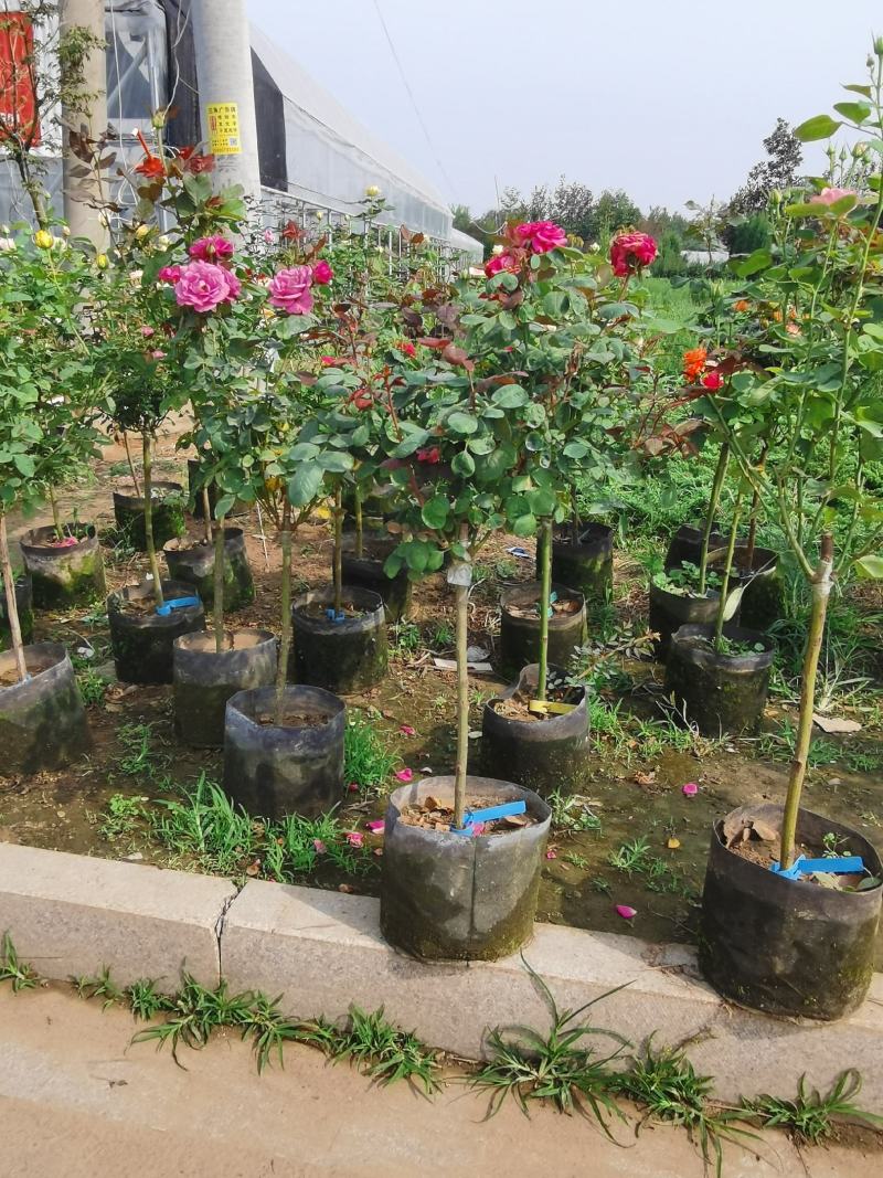 低价出售各品种绣线菊，金山、金焰青叶绣线菊