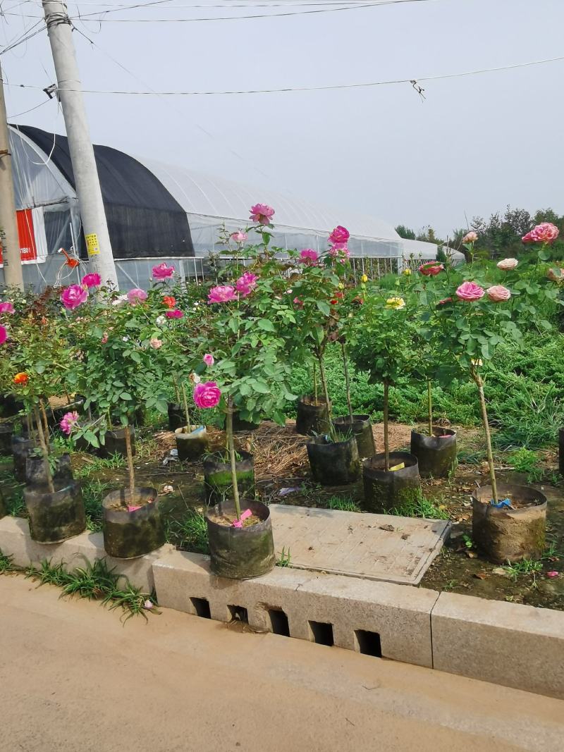 低价出售各品种绣线菊，金山、金焰青叶绣线菊