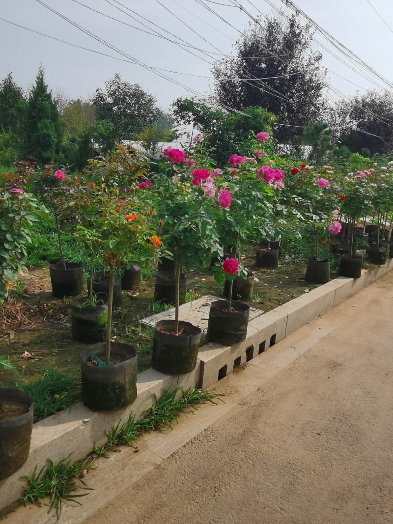 低价出售各品种绣线菊，金山、金焰青叶绣线菊