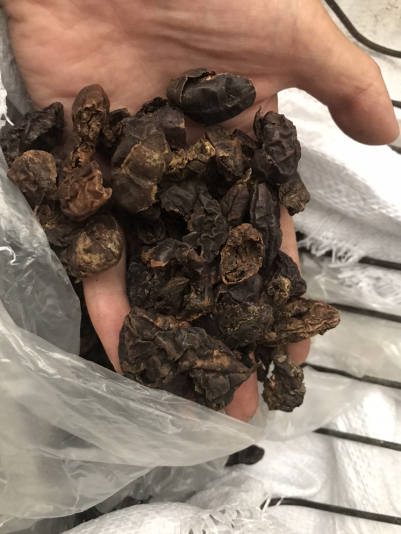 柯子肉柯子保庆药业批发柯子肉诃子肉