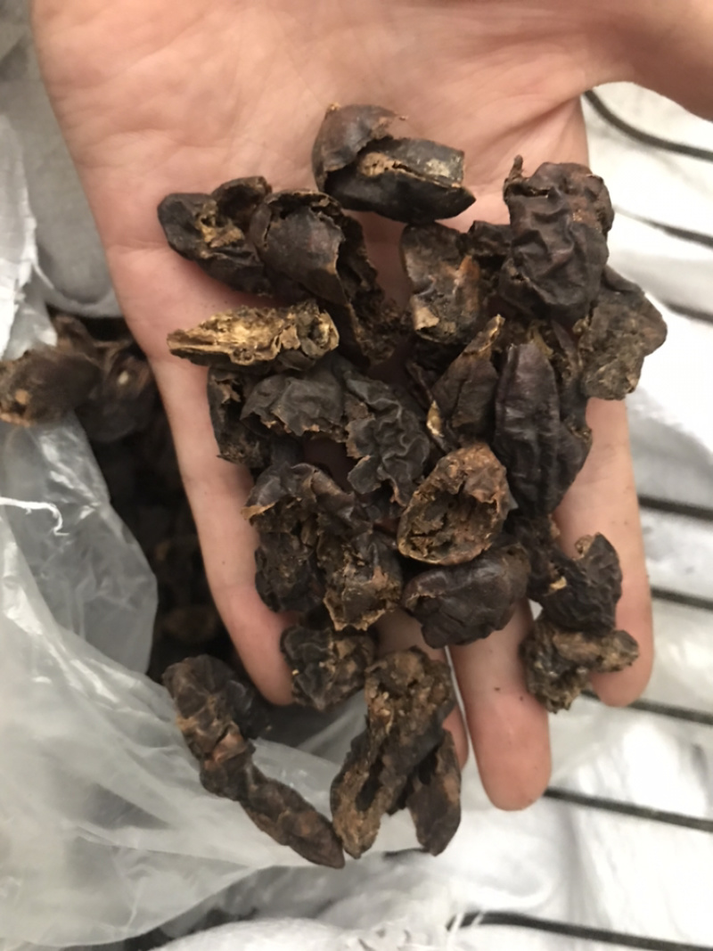 柯子肉柯子保庆药业批发柯子肉诃子肉