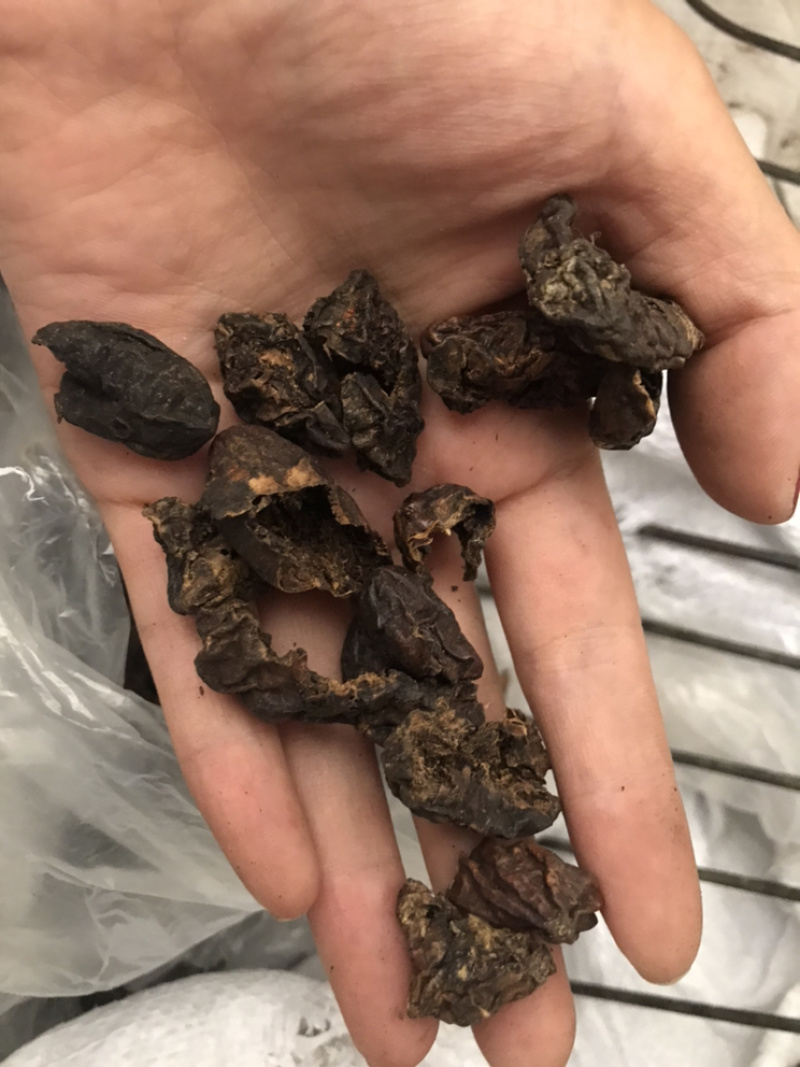 柯子肉柯子保庆药业批发柯子肉诃子肉