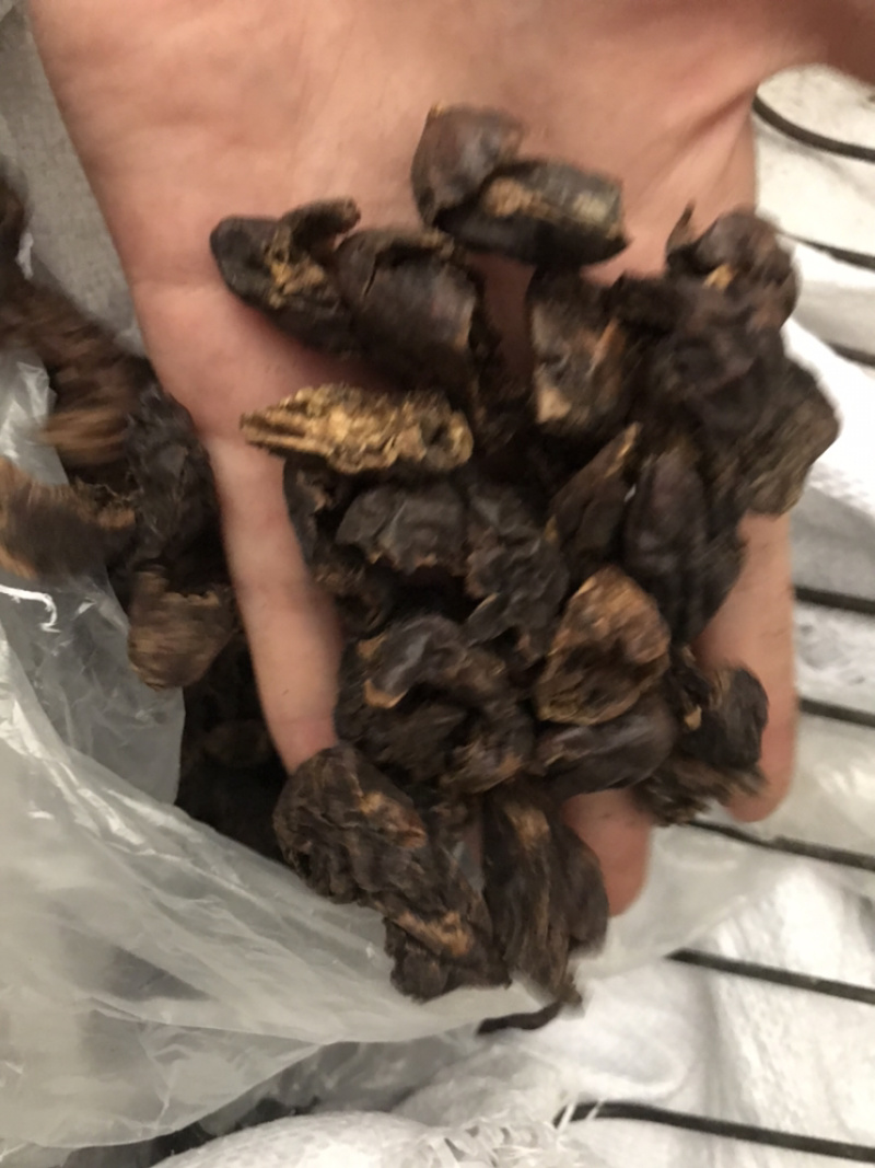 柯子肉柯子保庆药业批发柯子肉诃子肉