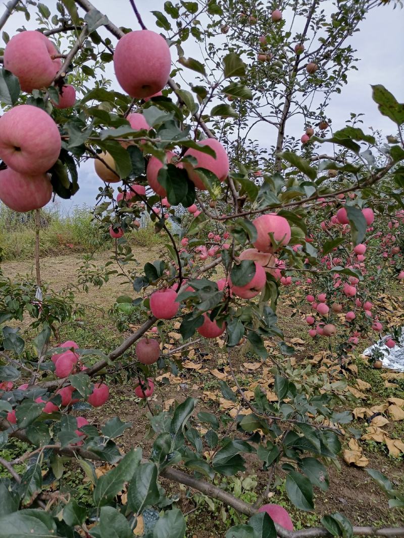 万亩苹果基地货源需要的老板联系我
