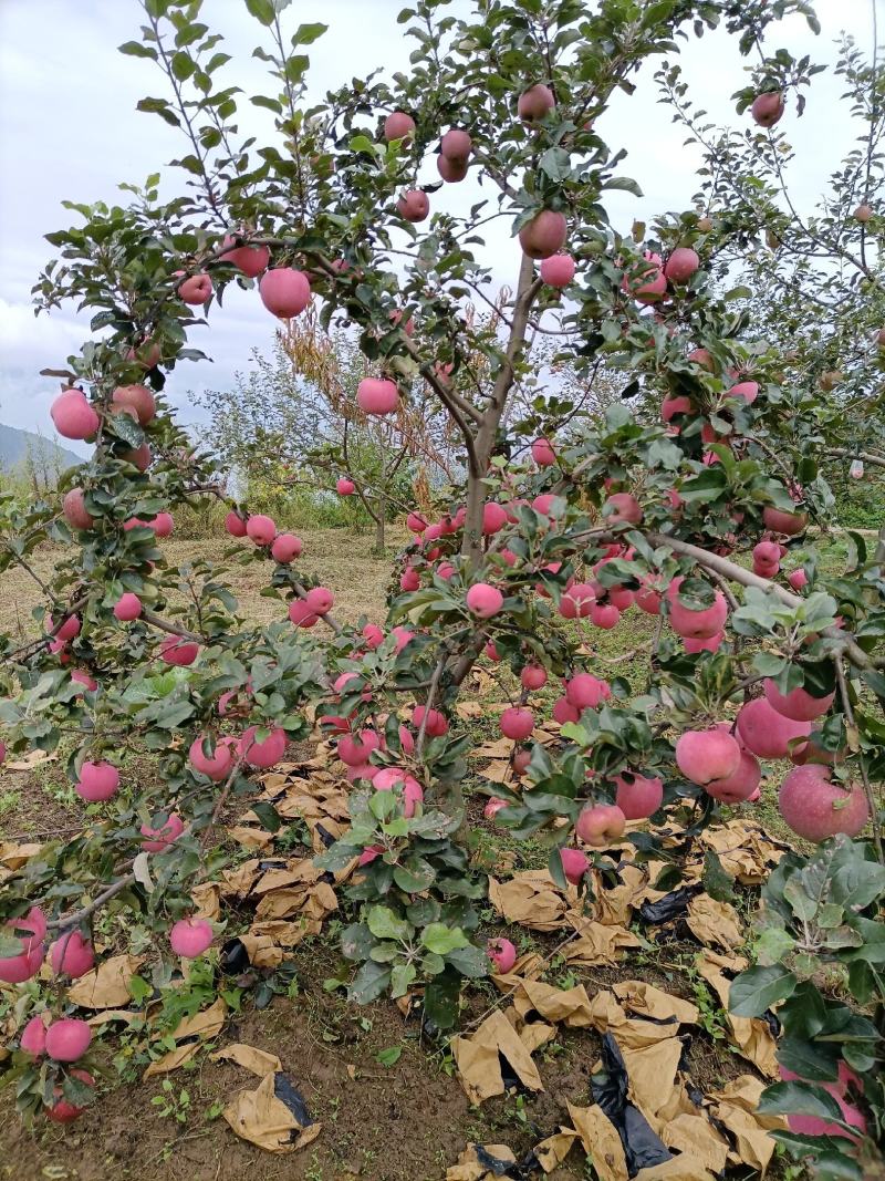万亩苹果基地货源需要的老板联系我