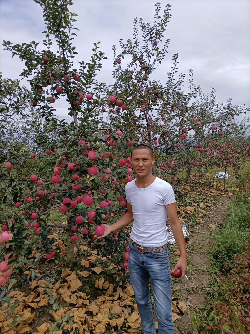 万亩苹果基地货源需要的老板联系我