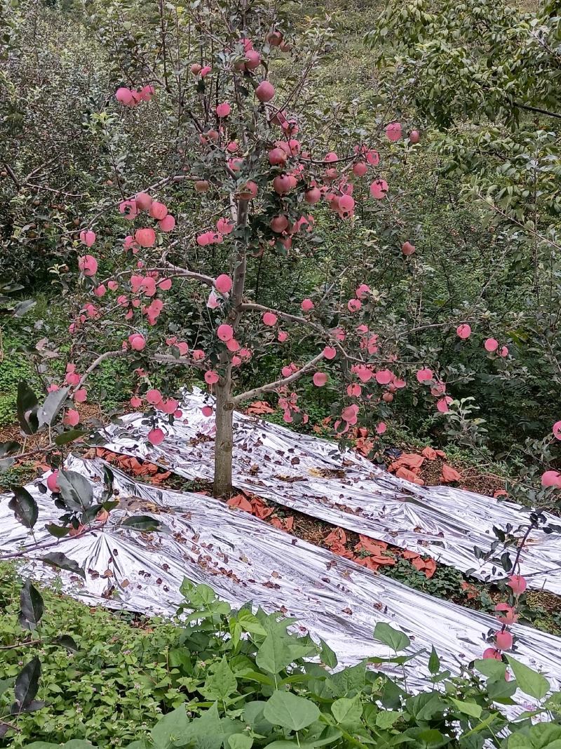 万亩苹果基地货源需要的老板联系我