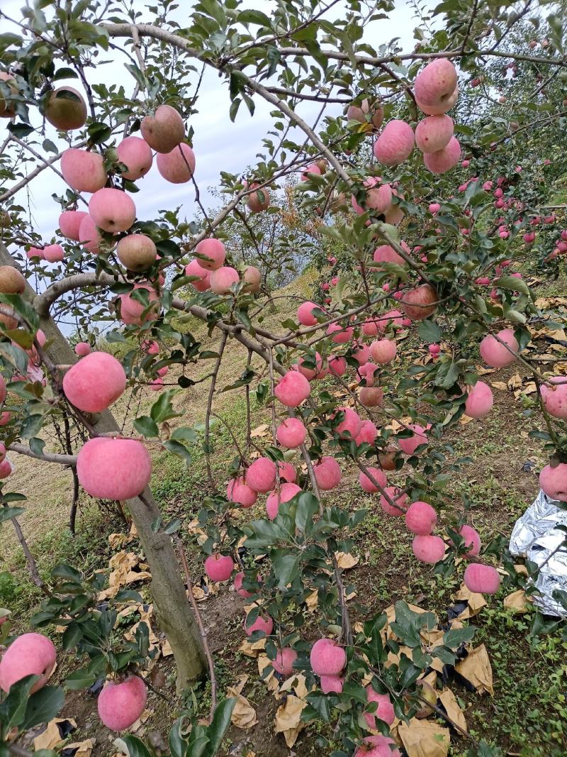 万亩苹果基地货源需要的老板联系我