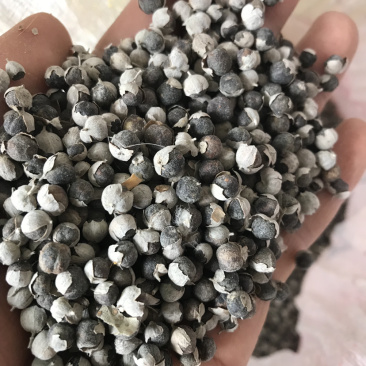 江西单叶蔓荆子种苗刀金子万荆子白背小刀豆