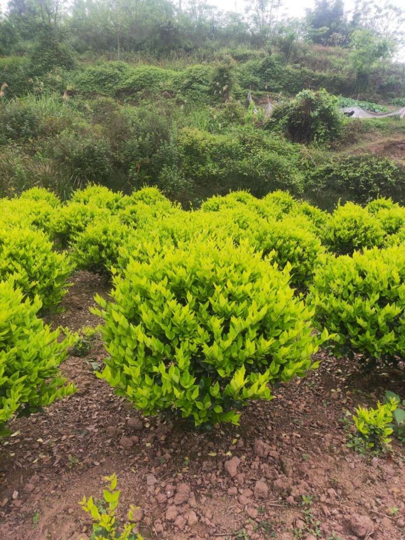 重庆精品金森女贞球基地批发量大价格美丽质量好