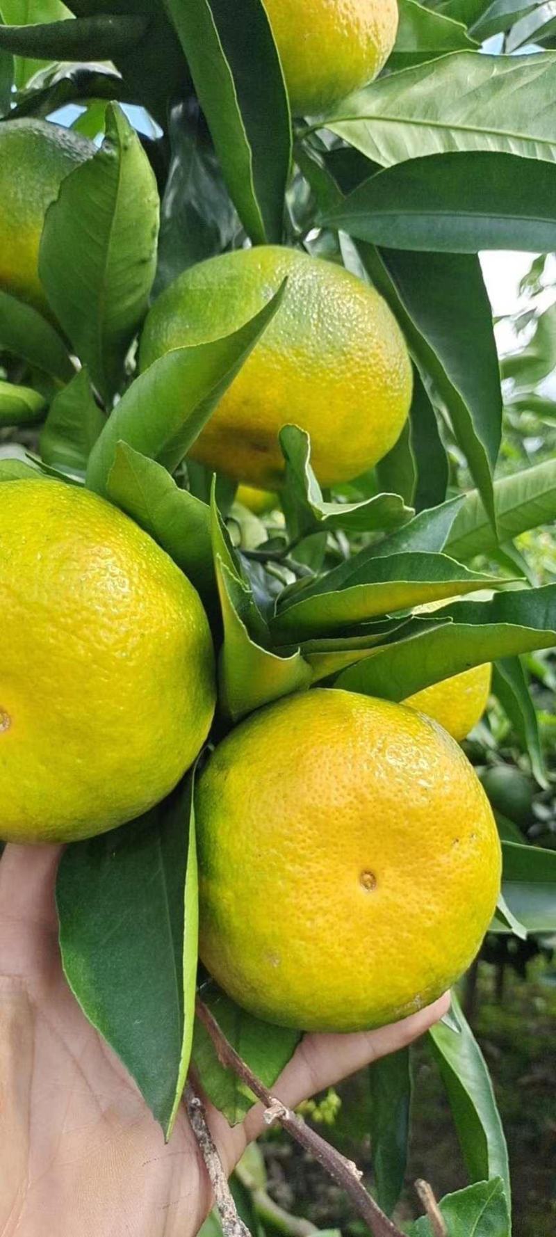四川省资阳【普早】蜜橘，汁多皮薄，口感好，接各大电商部