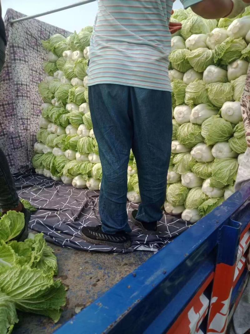 上市啦上市啦！！玉田白菜，白菜主产区！玉田白菜全国有名