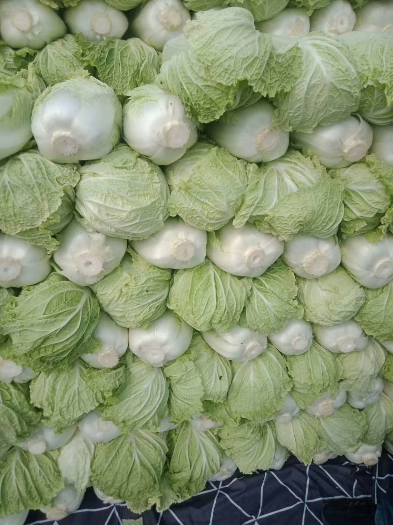 上市啦上市啦！！玉田白菜，白菜主产区！玉田白菜全国有名