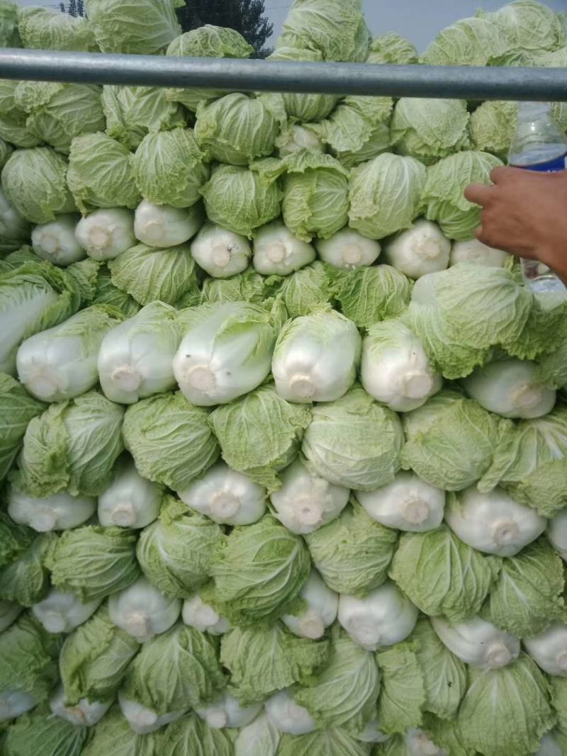 上市啦上市啦！！玉田白菜，白菜主产区！玉田白菜全国有名