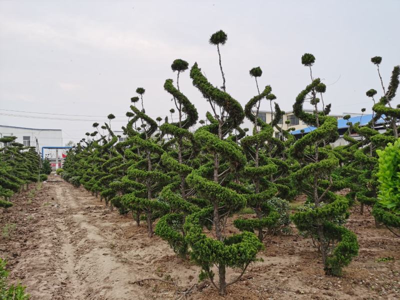 基地低价处理各种规格造型龙柏，造型龙柏图片