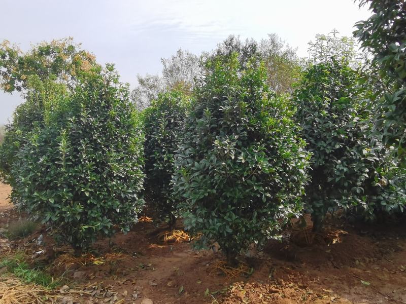 低价供应各种规格桂花，桂花价格，桂花行情，桂花图片