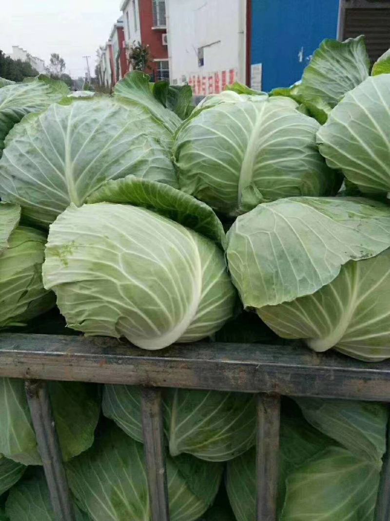 【精品扁包】大量供应，产地新野，新鲜耐运输，可视频看货