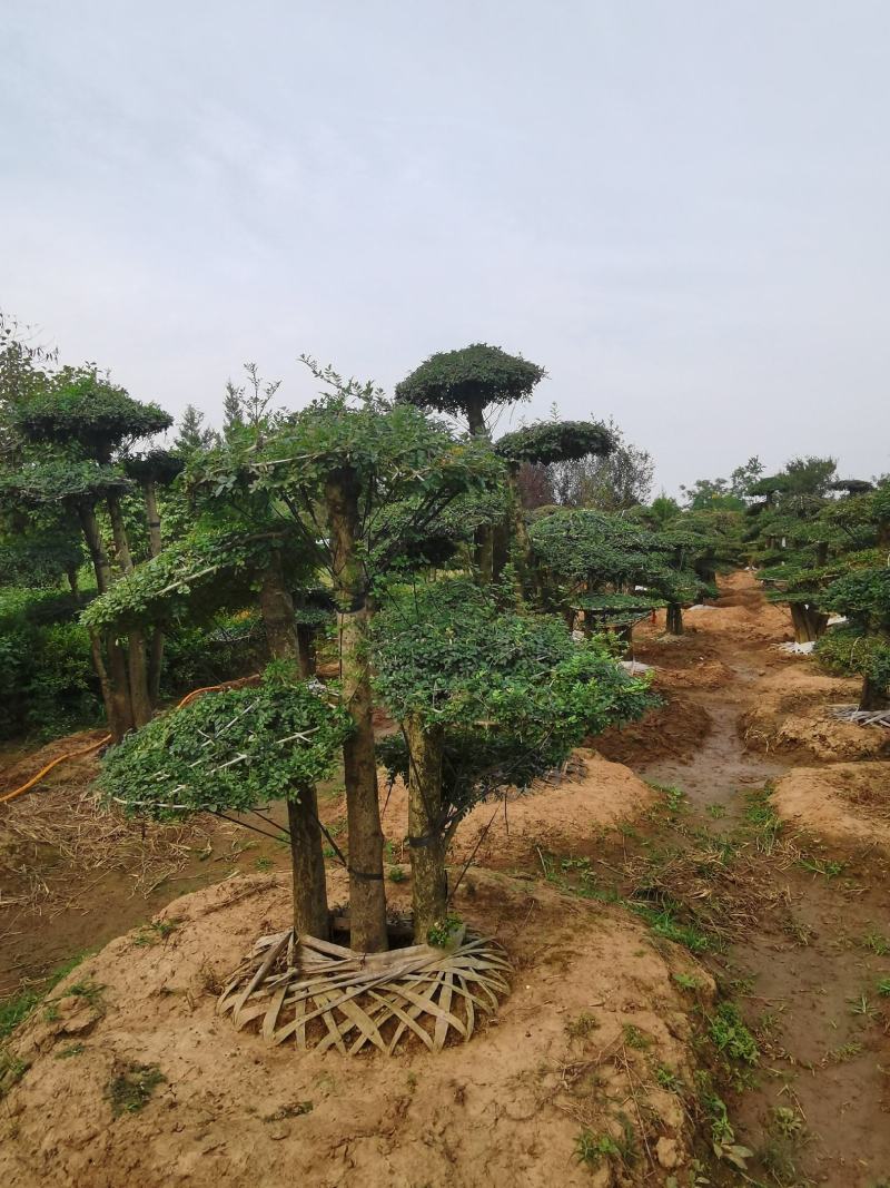 基地供应丨一3米对接白蜡，对接白蜡图片，对接白蜡行情，
