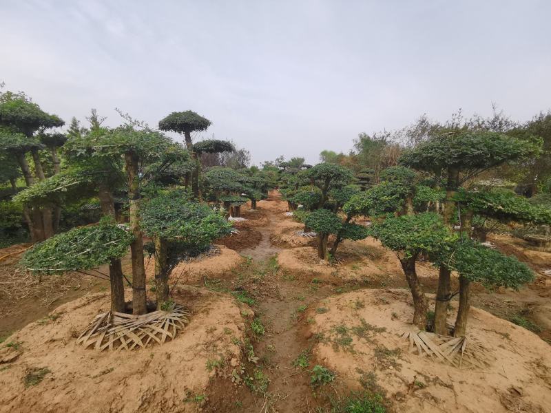 基地供应丨一3米对接白蜡，对接白蜡图片，对接白蜡行情，