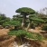 基地供应丨一3米对接白蜡，对接白蜡图片，对接白蜡行情，