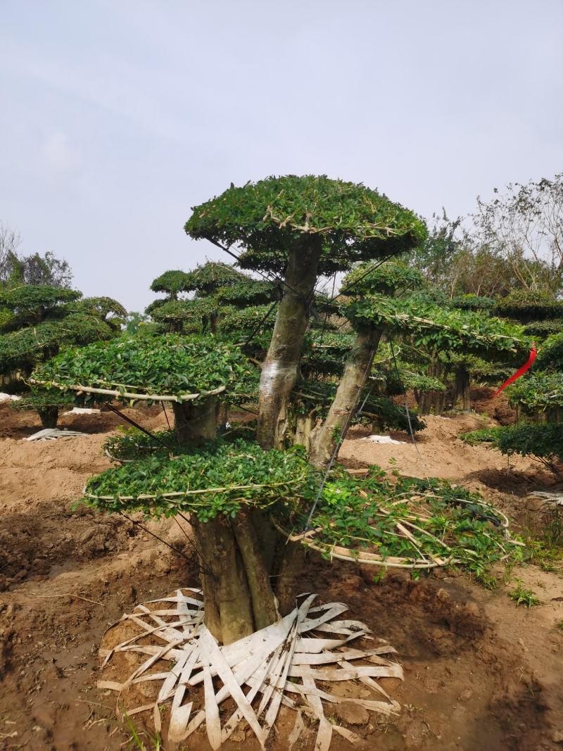 基地供应丨一3米对接白蜡，对接白蜡图片，对接白蜡行情，