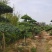 基地供应丨一3米对接白蜡，对接白蜡图片，对接白蜡行情，