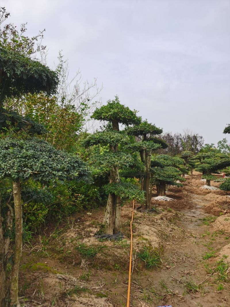 基地供应丨一3米对接白蜡，对接白蜡图片，对接白蜡行情，