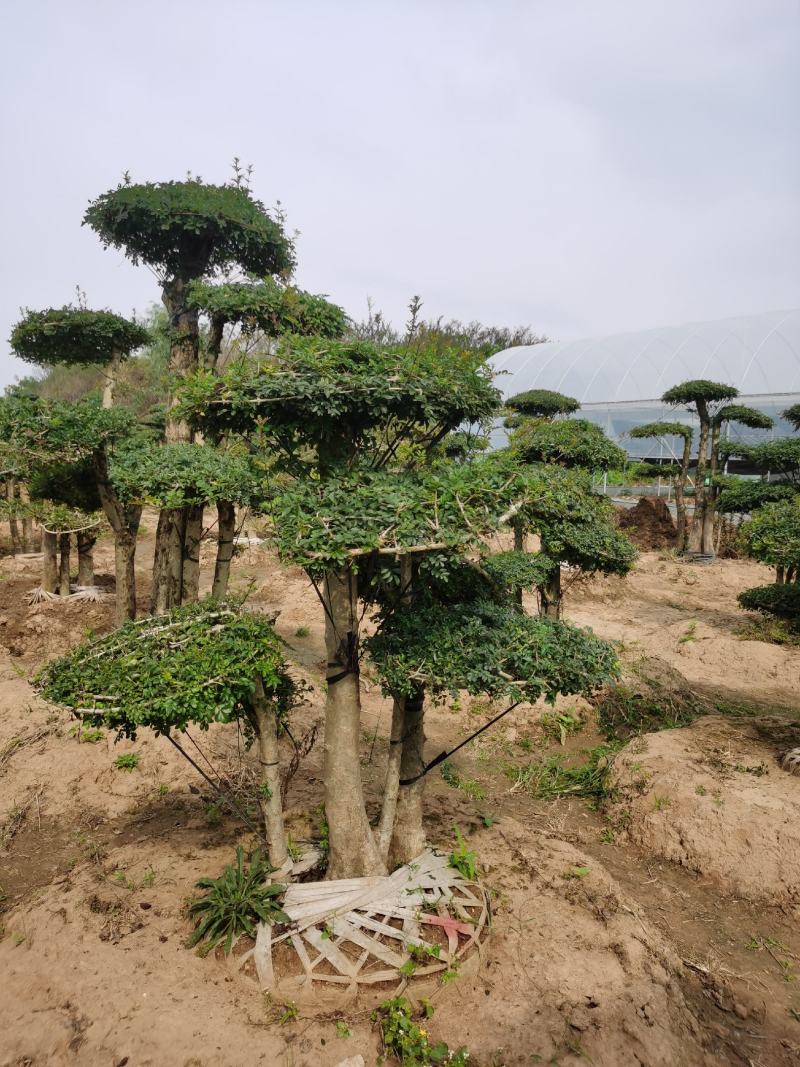 基地供应丨一3米对接白蜡，对接白蜡图片，对接白蜡行情，