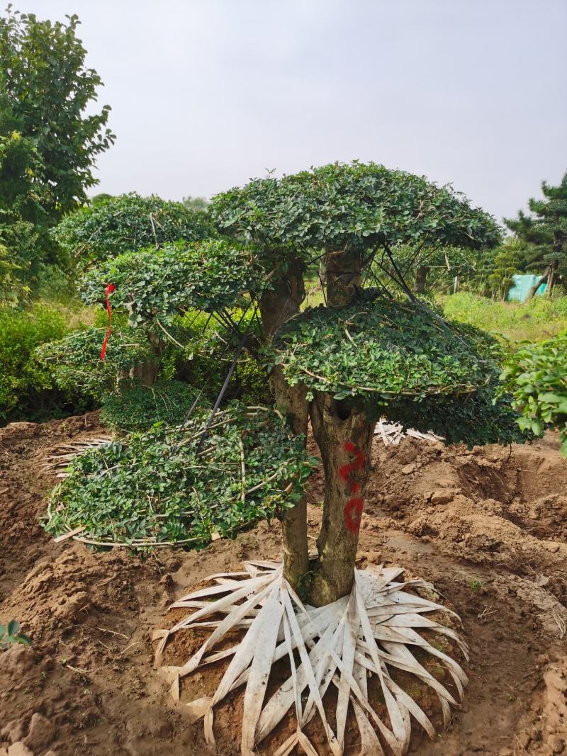 基地供应丨一3米对接白蜡，对接白蜡图片，对接白蜡行情，