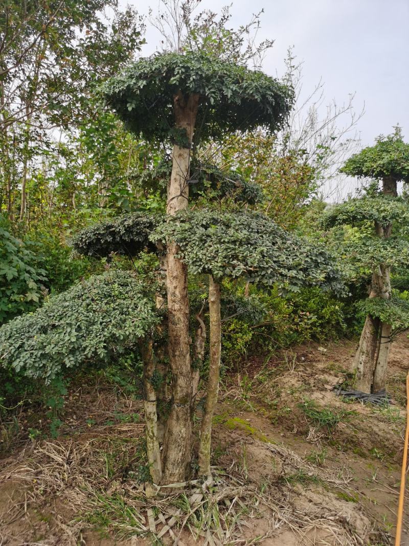 基地供应丨一3米对接白蜡，对接白蜡图片，对接白蜡行情，