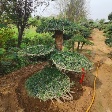 基地供应丨一3米对接白蜡，对接白蜡图片，对接白蜡行情，