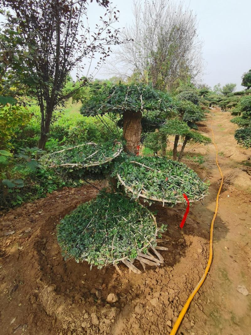 基地供应丨一3米对接白蜡，对接白蜡图片，对接白蜡行情，