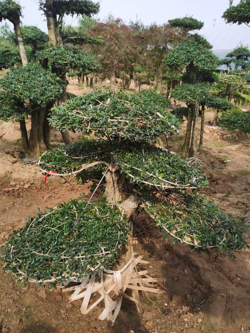 基地供应丨一3米对接白蜡，对接白蜡图片，对接白蜡行情，
