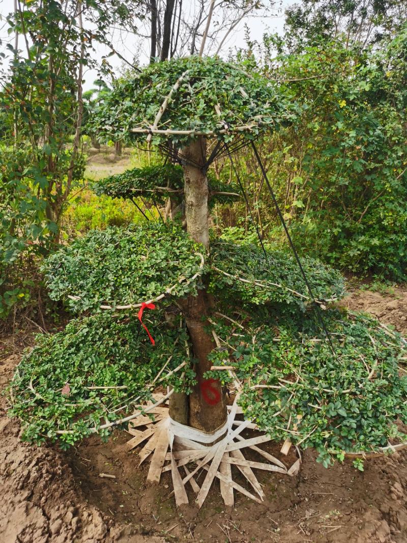 基地供应丨一3米对接白蜡，对接白蜡图片，对接白蜡行情，